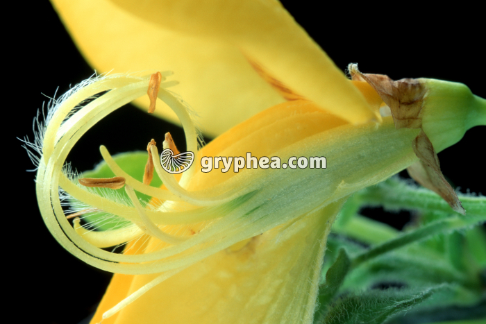 Genêt (Cytisus scoparius) - fleur partiellement disséquée montrant les étamines - gryphea.org
